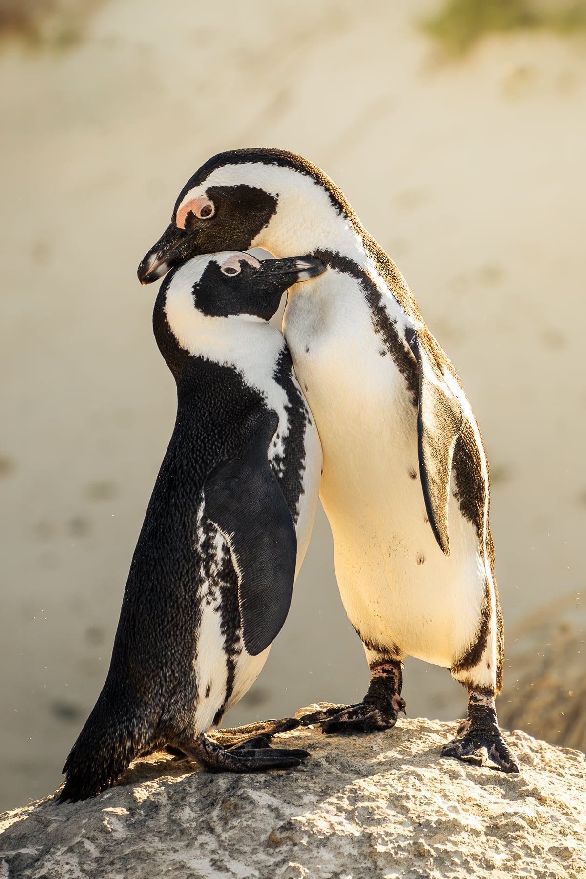Two African penguins nuzzling on a sunlit rock