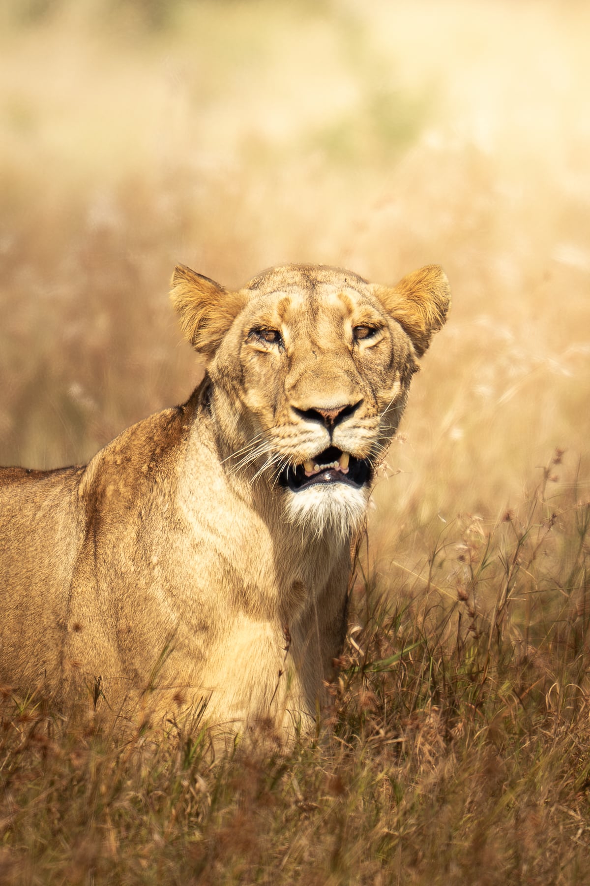 A lioness staring down through tall golden grass
